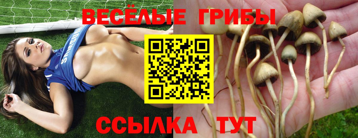 где купить наркоту  Псилоцибиновые грибы Psilocybe  Галлюциногенные грибы прущие грибы  Вход с VPN  Горно-Алтайск 